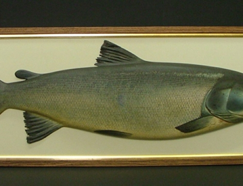 Salmon by John Tully